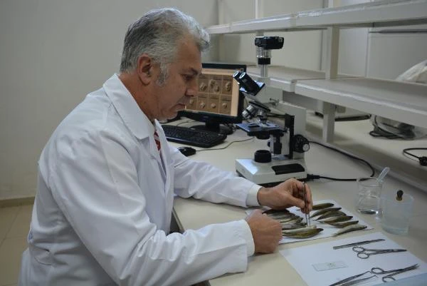 Karadeniz'deki 2 balık türünde parazit tespit edildi